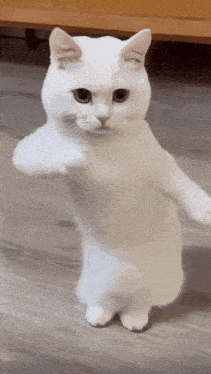 dance