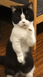 dance