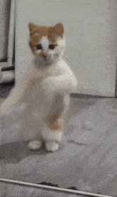 dance